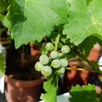 Vinič hroznorodý (Vitis vinifera) ‘SOUVIGNIER GRIS’– výška 70-90 cm, kont. C3L